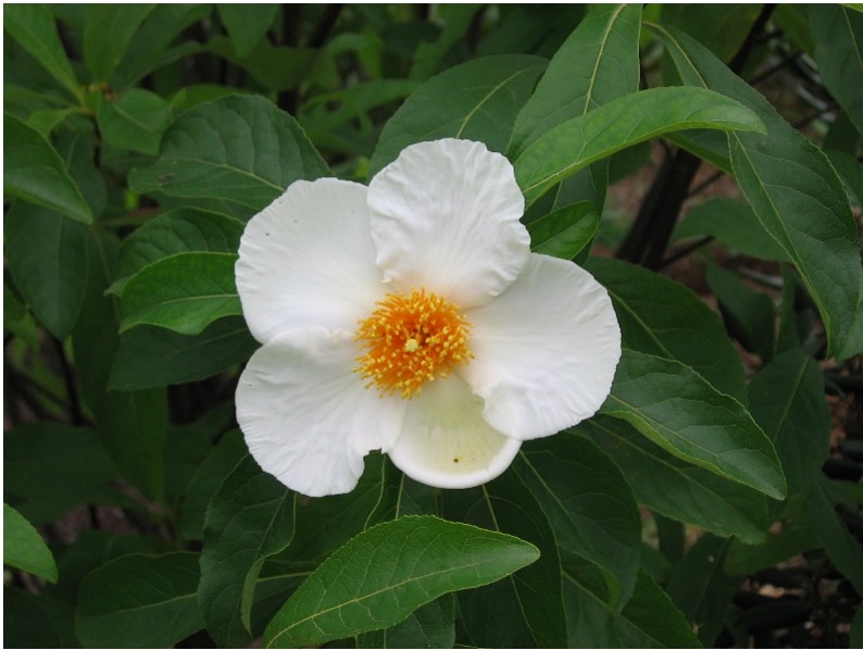 Franklinia flower