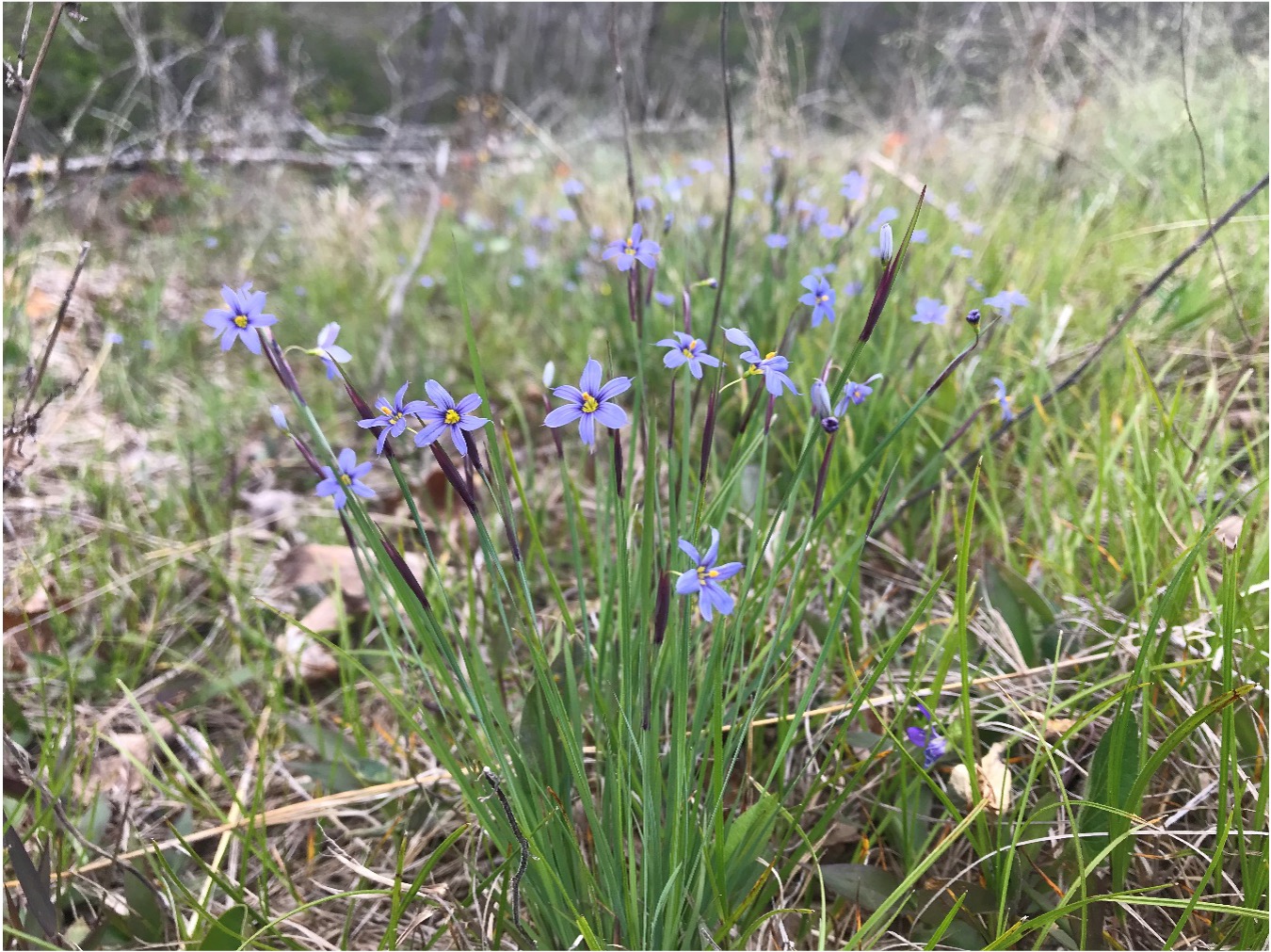 Rare iris-like plant