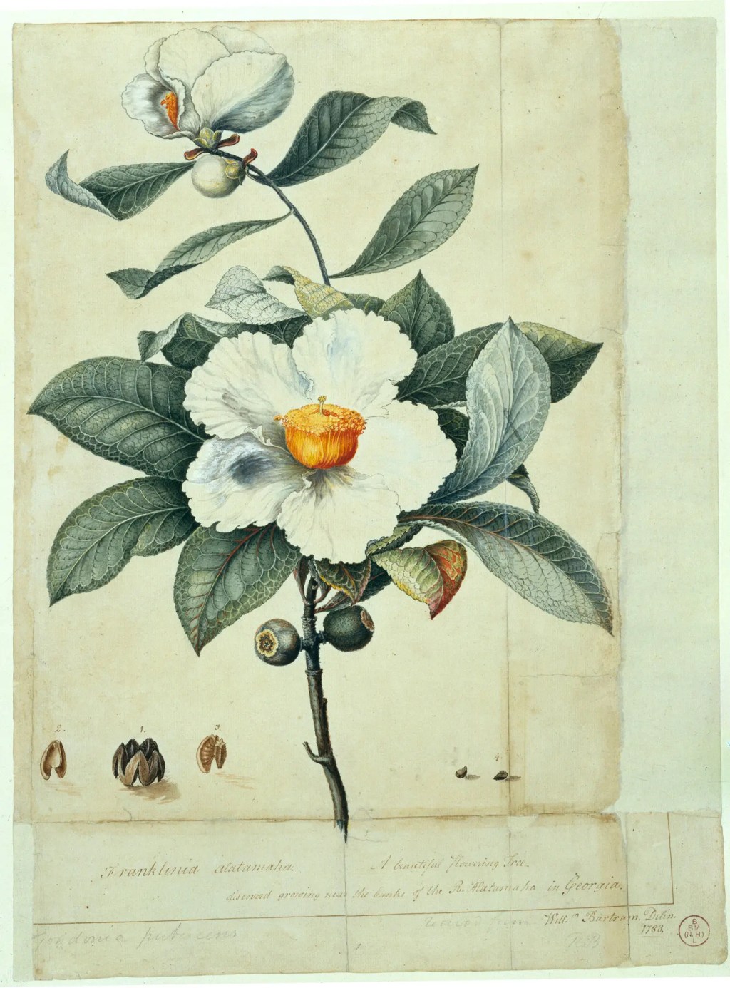 Illustration accompanying research on plant extinction