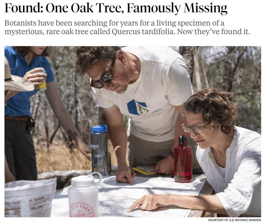 Quercus tardifolia rediscovery fieldwork